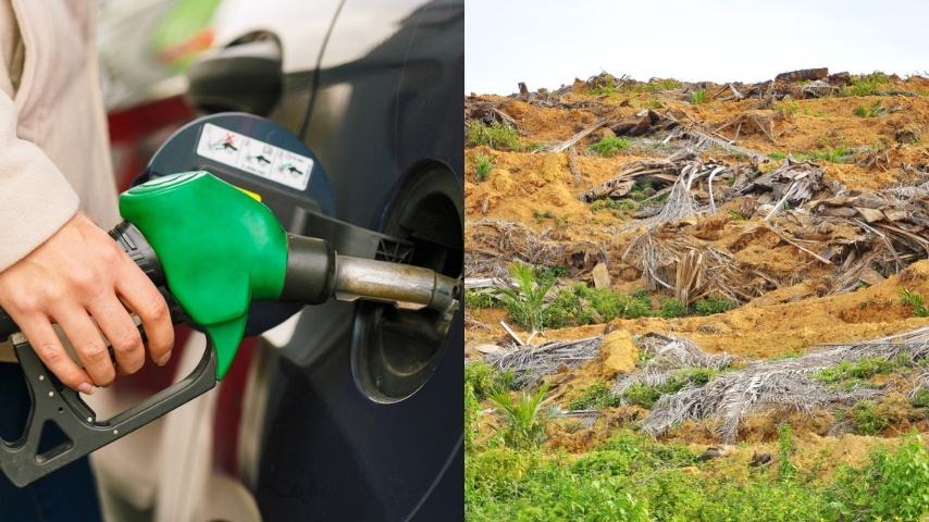 L’olio di palma è utilizzato nei motori, il 95% dei biodiesel proviene da qui