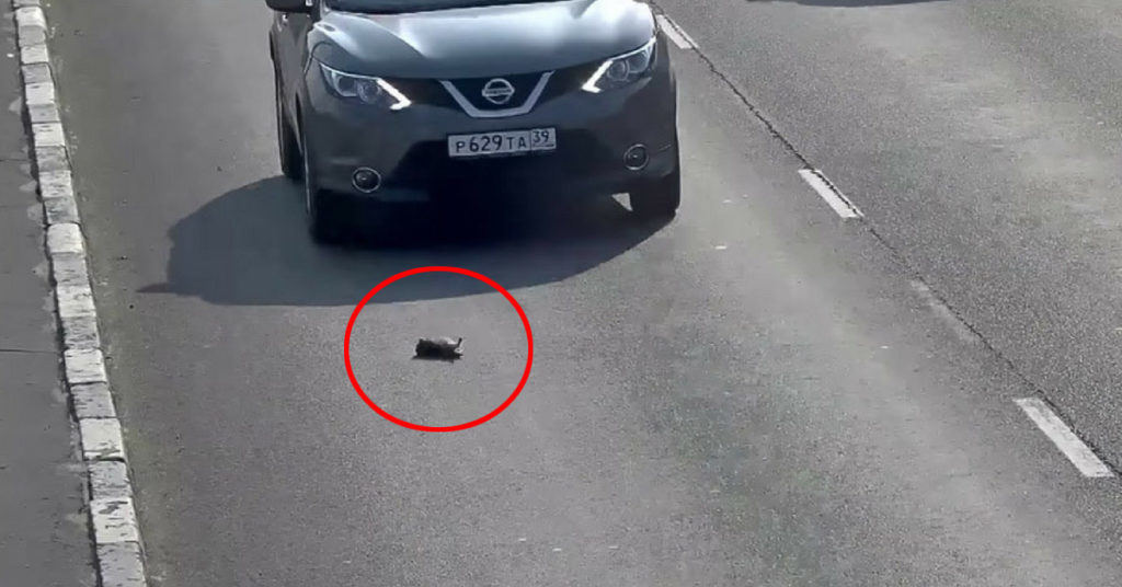 Buttano un gattino in autostrada, la scena è da brividi (VIDEO)