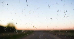 Parabrezza dell’auto senza moscerini: ecco perché non si trovano più sui vetri