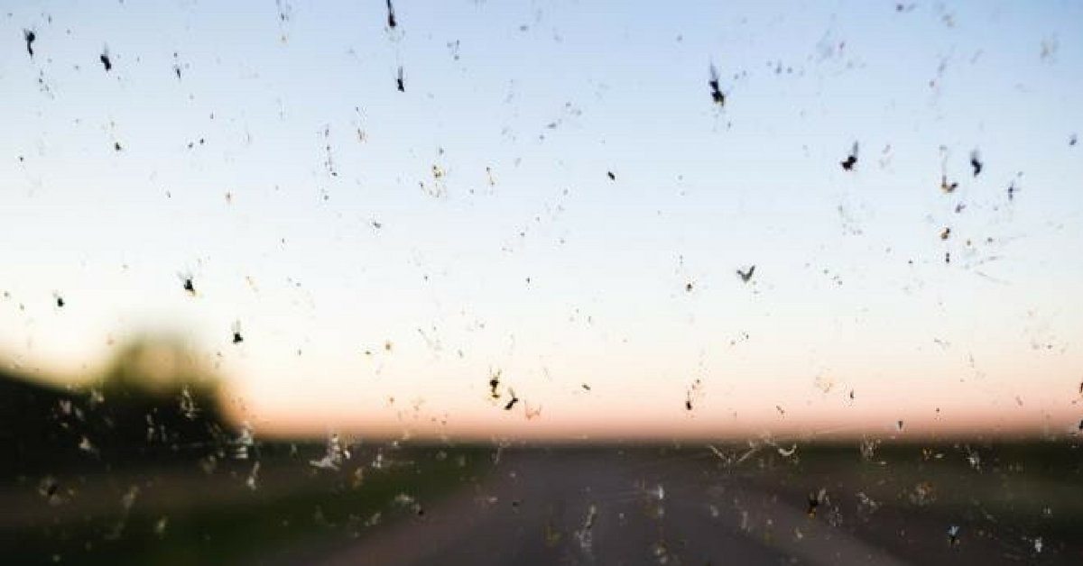 Parabrezza dell'auto senza moscerini: ecco perché non si trovano più sui vetri