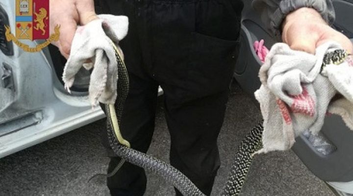 Siena, trova un serpente in auto: il terrore poi arriva la Polizia